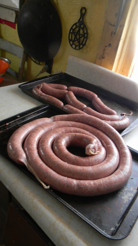 Sausage awaiting twisting